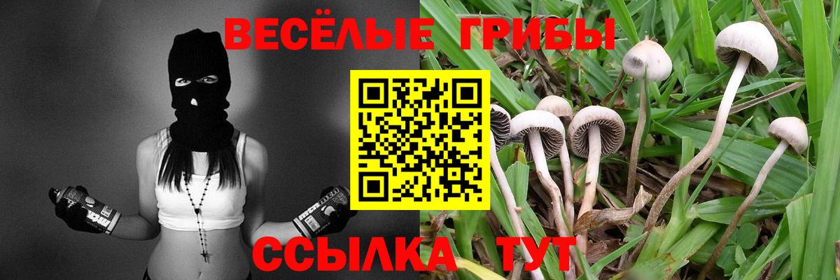 Псилоцибиновые грибы Psilocybe Кисловодск